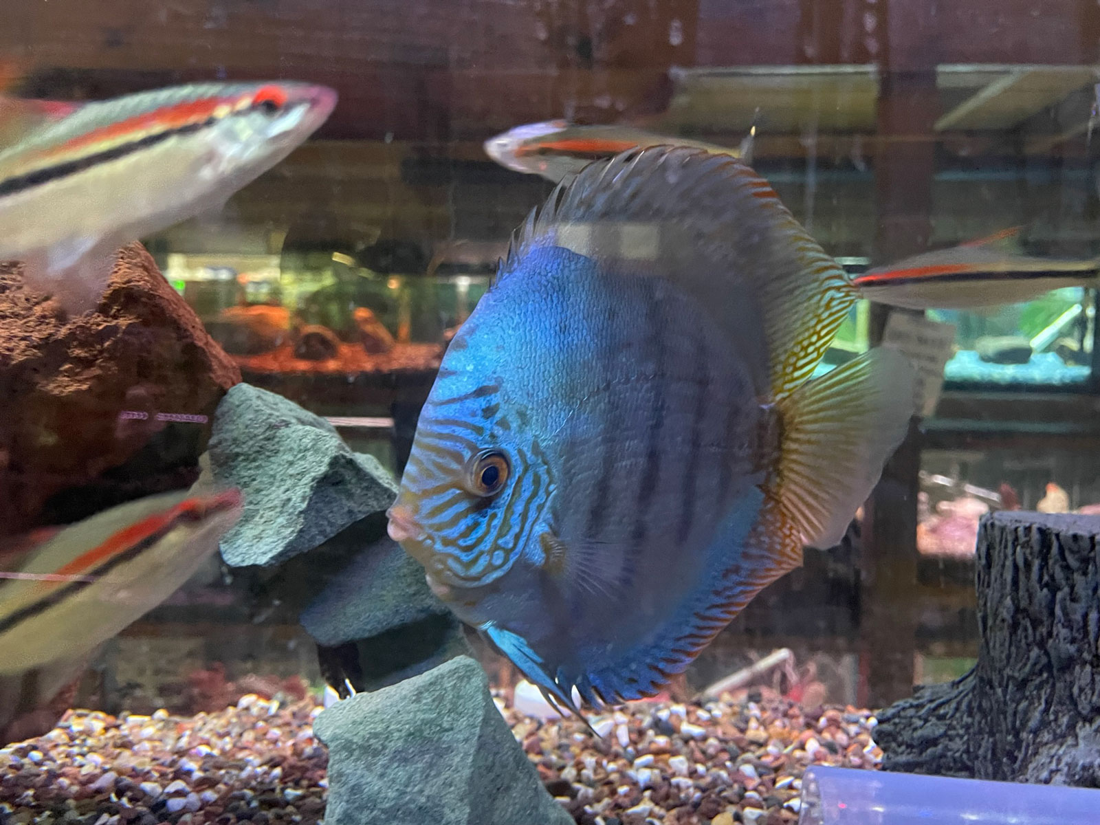 Turquoise Blue Discus, Fish at Aqualand
