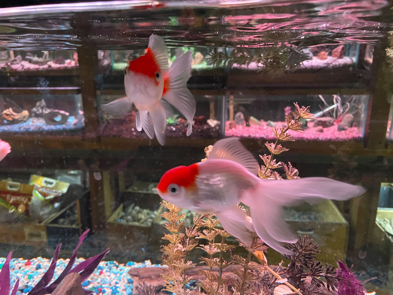 Goldfish, Fish at Aqualand