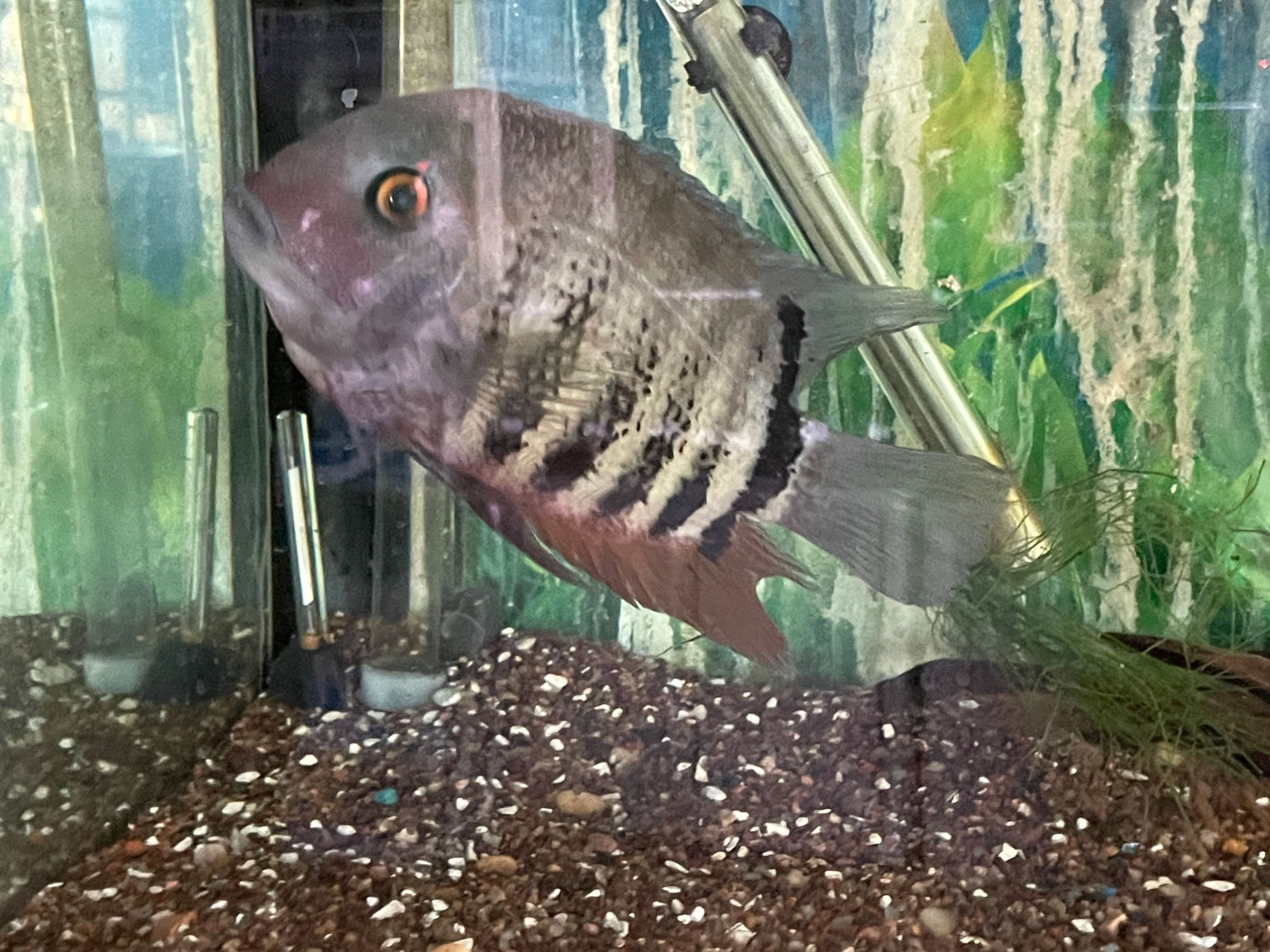 Banded Cichlid Tropical Fish