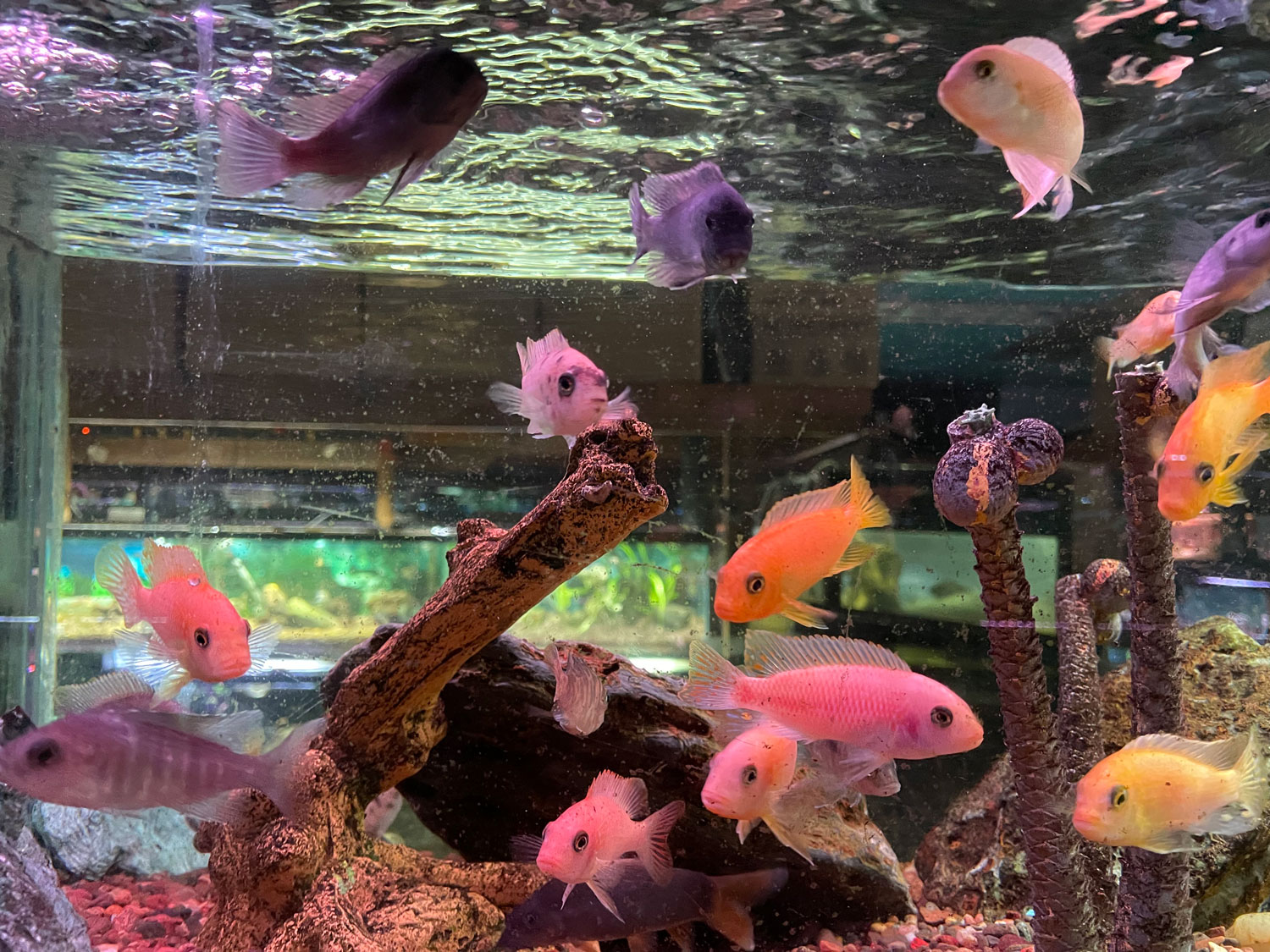 Cichlid Fish Tank Aquarium