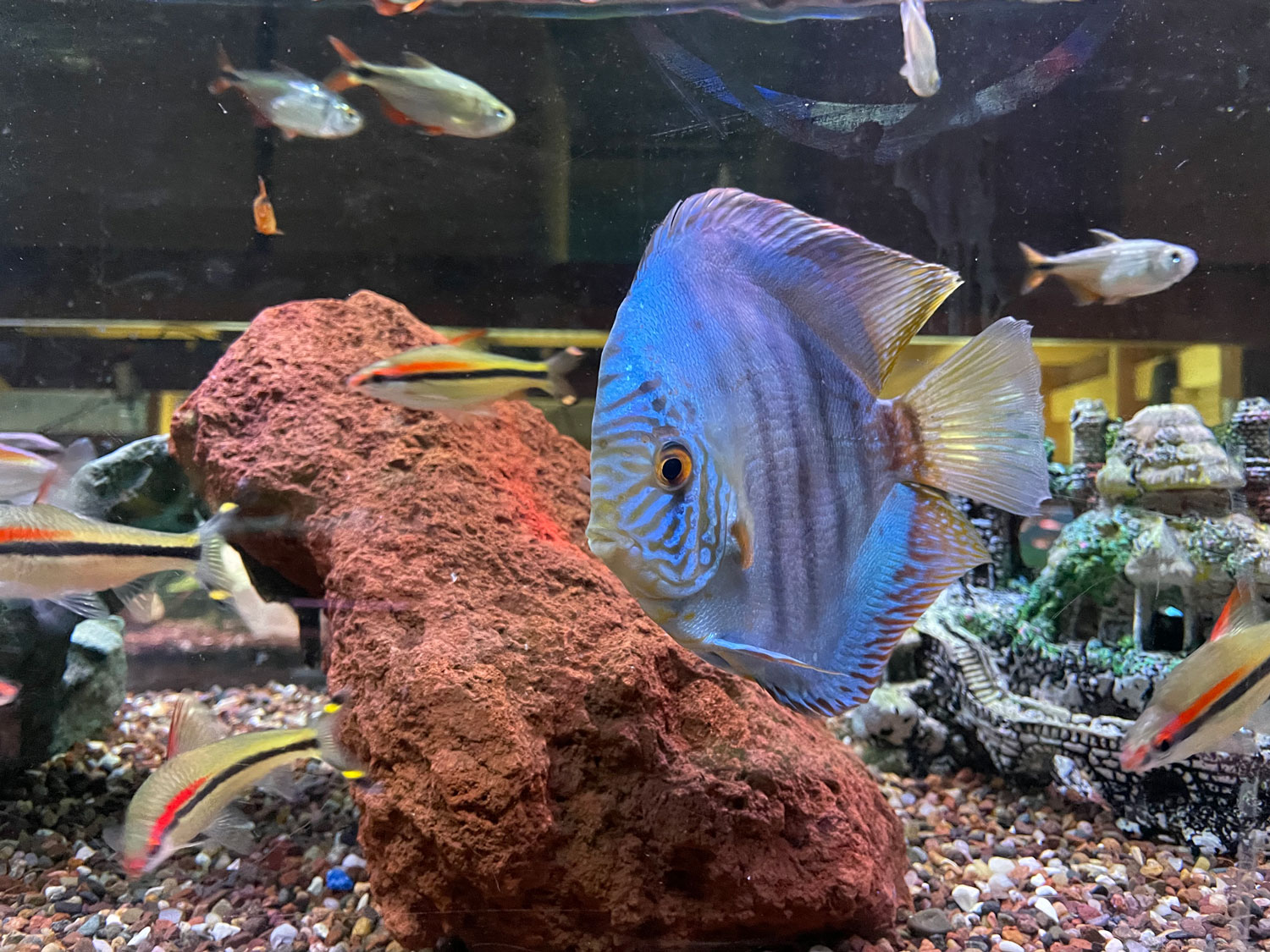 Discus Blue Tropical Fish
