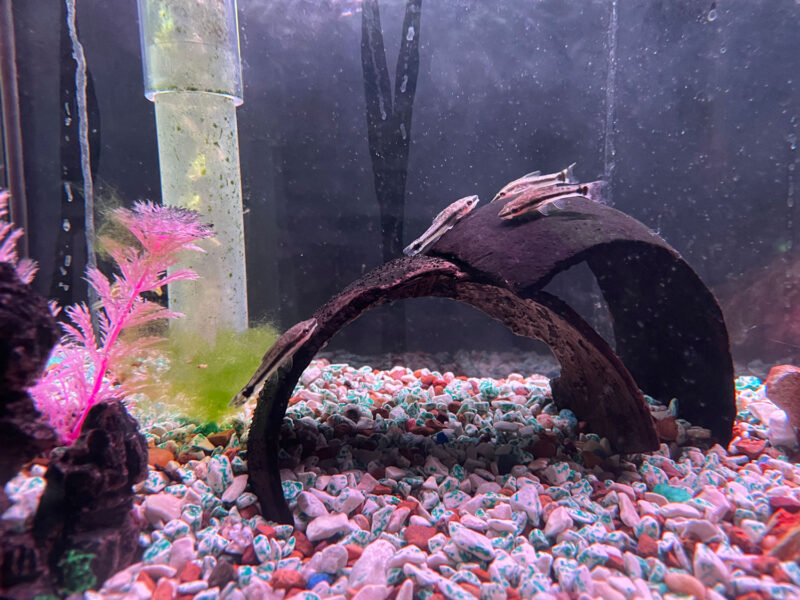 Aqualand Aquarium Center, Tropical Fish