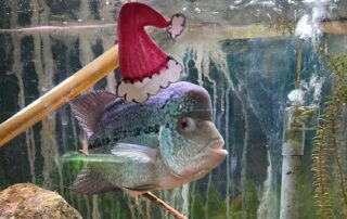 holiday song santa fish