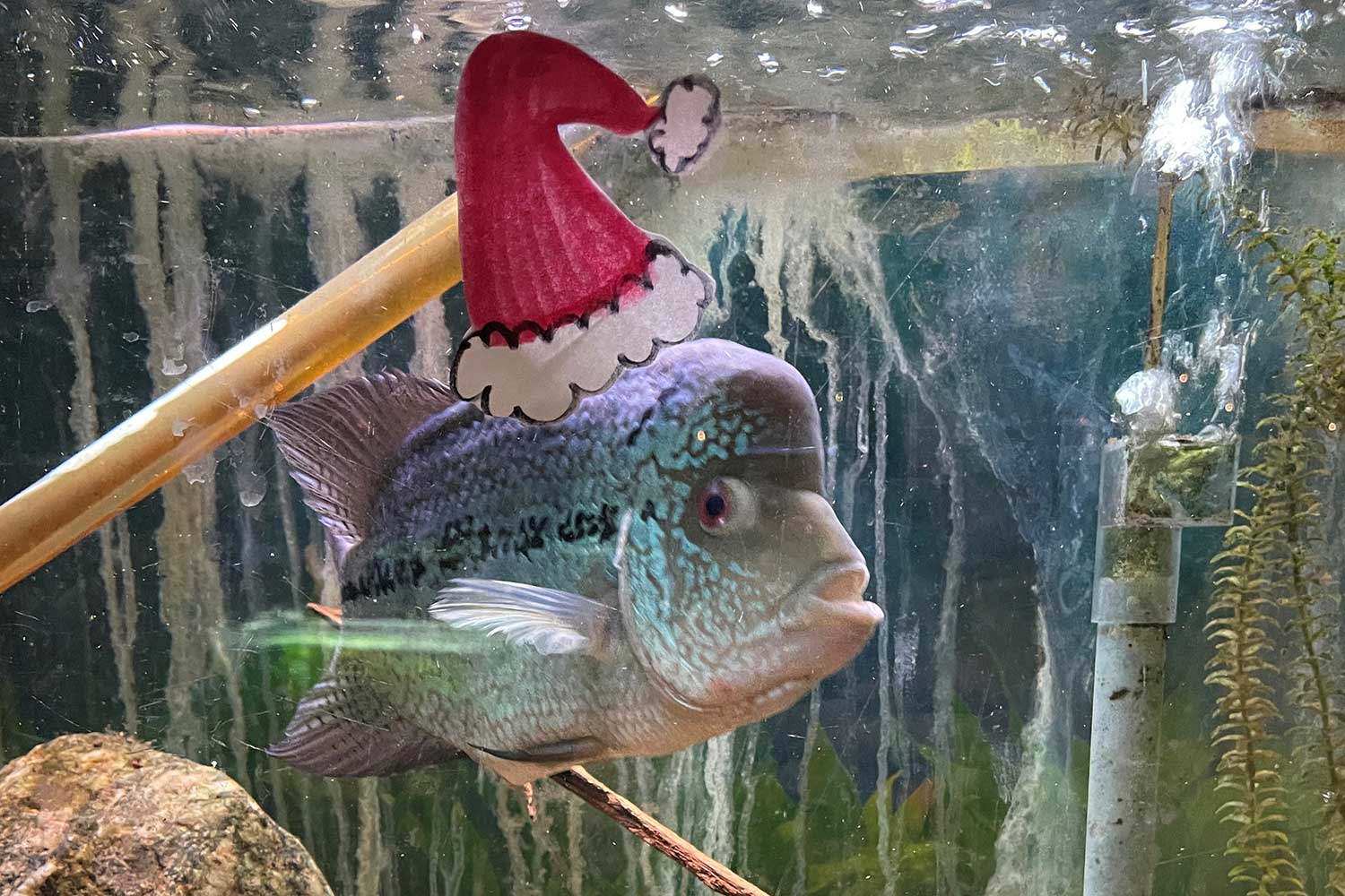 holiday song santa fish